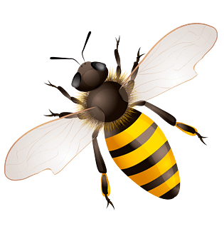 蜜蜂素材图片大全_蜜蜂素材图片素材【png免费下载】-90设计网