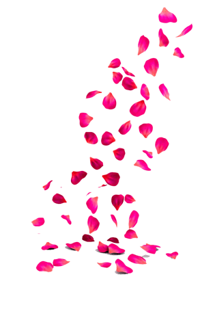 红花花瓣图片大全_红花花瓣图片素材【png免费下载】-90设计网