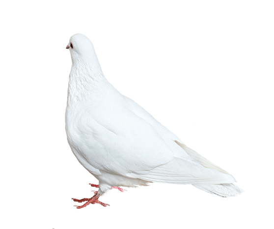 鸽子白鸽