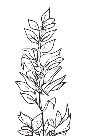 psd2000*2000手绘树叶pngpsd2000*2000卡通手绘pngpsd2000*2000素描