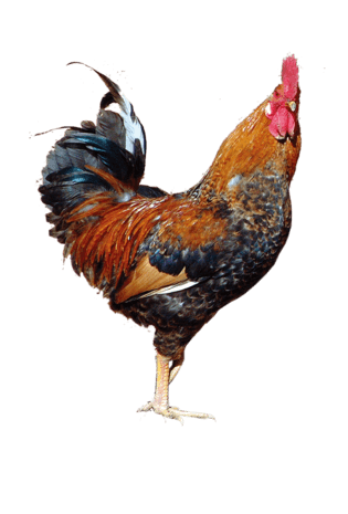 鸡动物图片大全