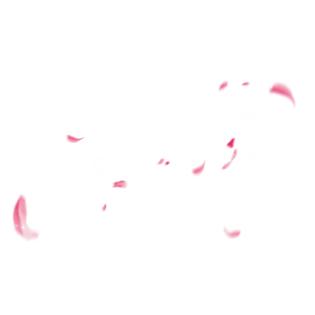 花瓣飞舞