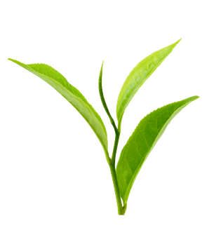 茶叶png图片大全_茶叶png图片素材【png免费下载】-90设计网