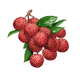 素描荔枝pngpsd2000*2000夏季水果荔枝手绘素材pngpsd2000*2000红色