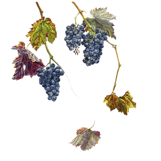 超写实手绘葡萄藤