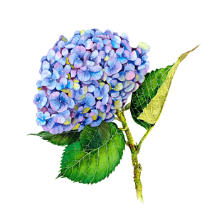 绣球花图片大全_绣球花图片素材【png免费下载】-90设计网