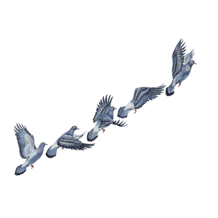 手绘飞翔鸟图片大全