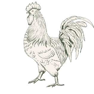 手绘公鸡