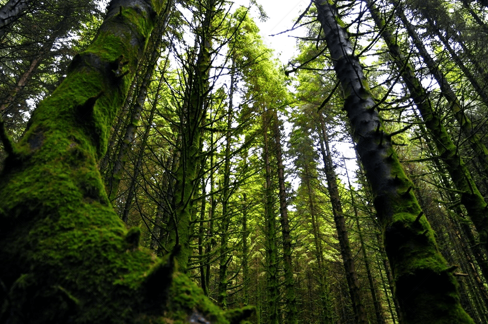 挪威森林景色