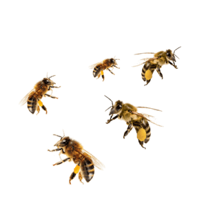 飞翔蜜蜂图片大全_飞翔蜜蜂图片素材【png免费下载】-90设计网