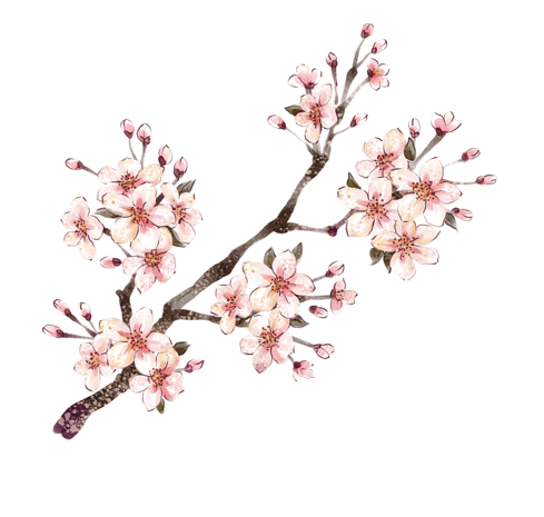 手绘桃花素材pngpsd2000*2000桃花png免抠图素材pngpsd2000*2000桃花