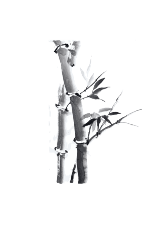 富贵竹图片大全 富贵竹图片素材 Png免费下载 90设计网