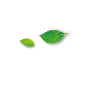 薄荷叶图片大全