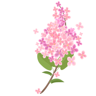 紫色丁香花图片大全