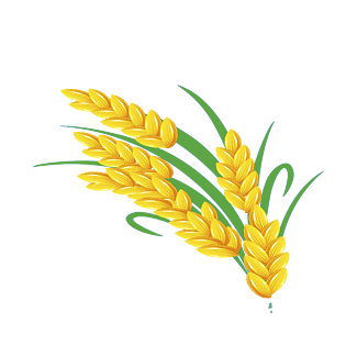 装饰矢量图收割金色矢量麦穗插画卡通手绘麦子全部