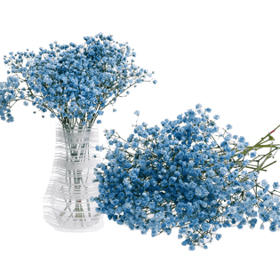 满天星图片大全