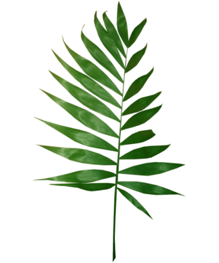 png素材树叶图片大全