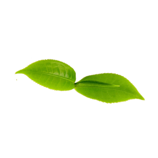 树叶茶叶图片大全_树叶茶叶图片素材【png免费下载】-90设计网