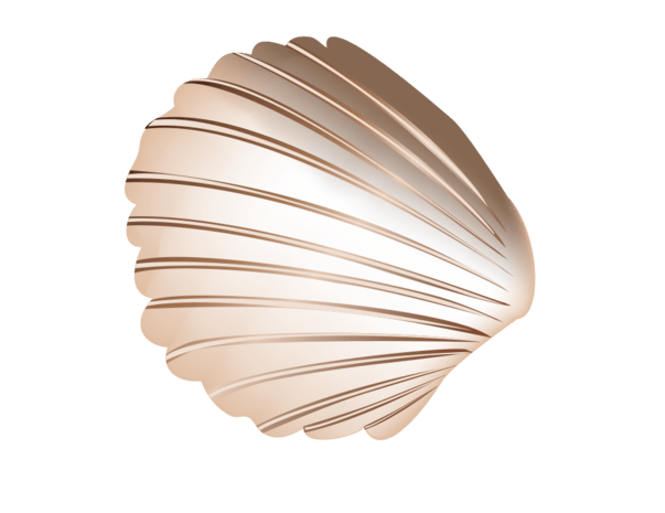 彩色贝壳设计素材