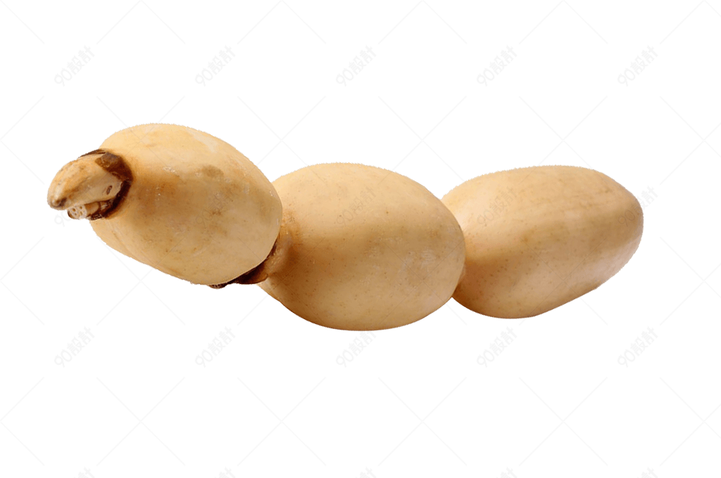 一节新鲜的藕高清图片