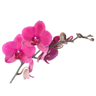 兰花花朵图片大全_兰花花朵图片素材【png免费下载】-90设计网