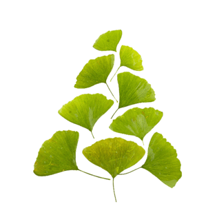 银杏叶子pngpsd2000*20002021牛年新年边框国潮花纹装饰