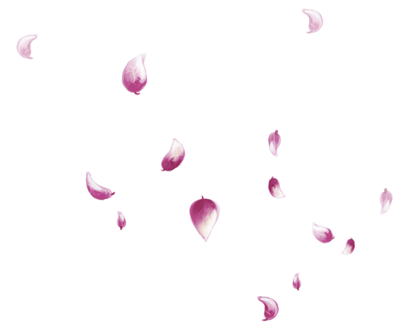 飞舞的花瓣元素漂浮