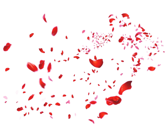 漫天飞舞红色花瓣漂浮