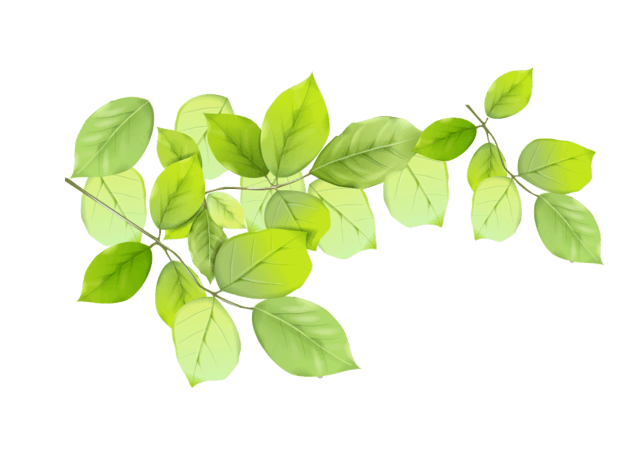 一串叶子图片大全_一串叶子图片素材【png免费下载】-90设计网