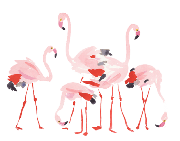 手绘水彩火烈鸟