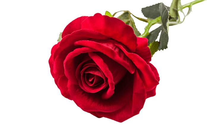 女人节情人节红色玫瑰花装饰花朵