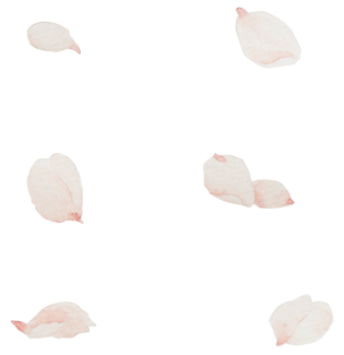 清新日系樱花瓣