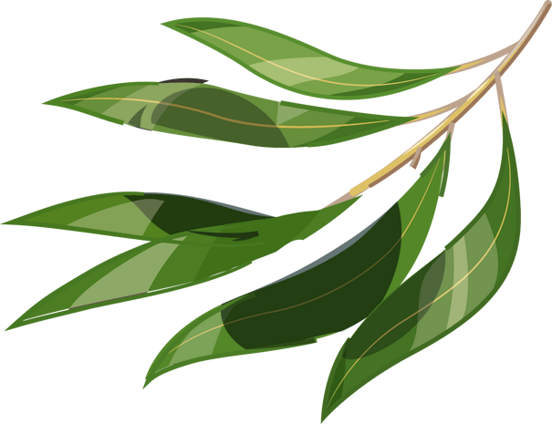 卡通柳叶图片大全