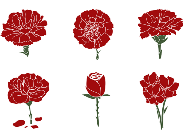 康乃馨素材图片大全