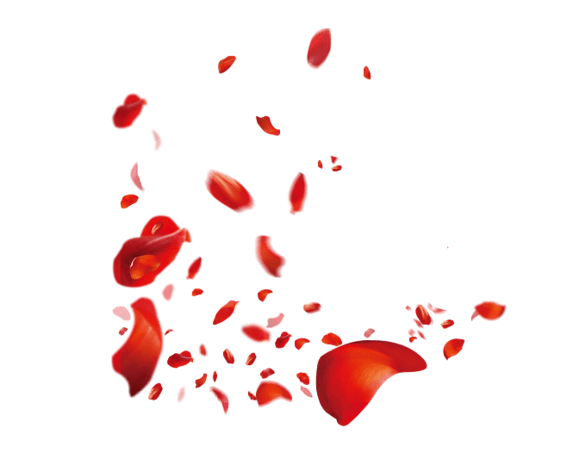 飘花瓣图片大全