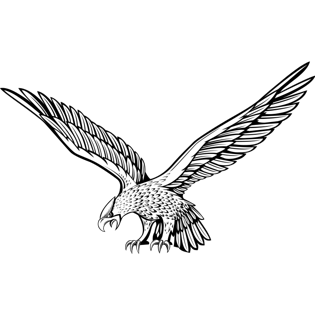 老鹰飞翔图片大全