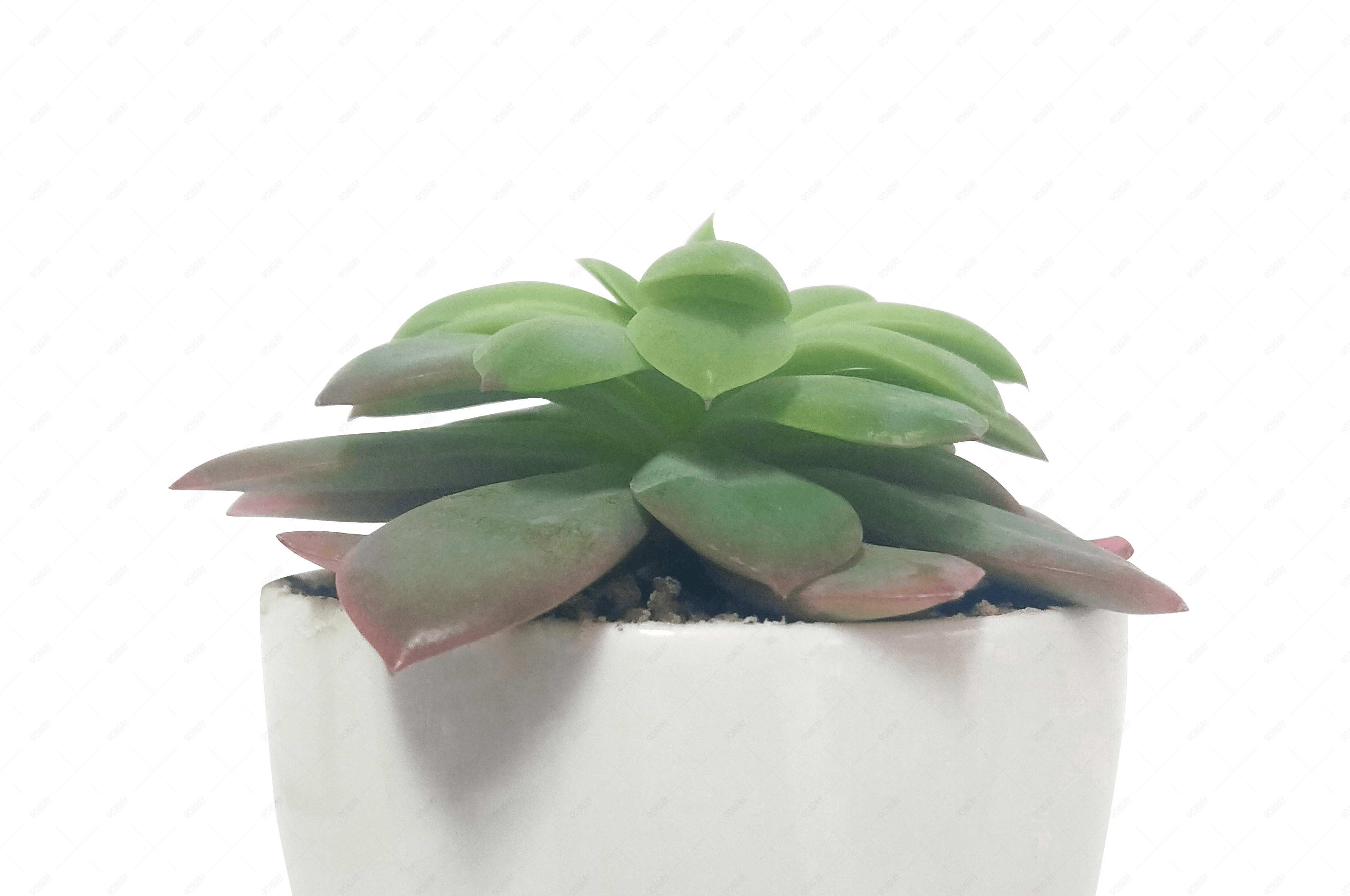 室内多肉植物绿植盆栽桌面绿植