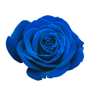 浪漫经典情人节蓝色玫瑰花朵