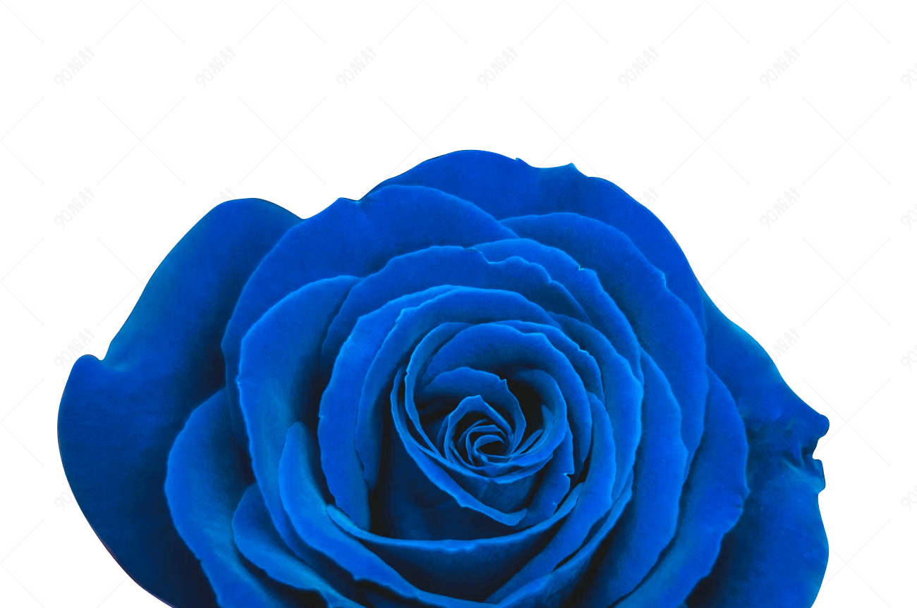 浪漫经典情人节蓝色玫瑰花朵