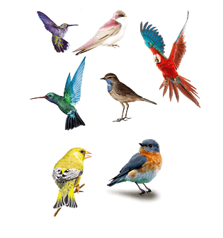 鸟儿手绘图片大全_鸟儿手绘图片素材【png免费下载】-90设计网