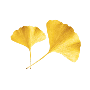 银杏叶手绘png免抠素材pngpsd2000*2000秋天暖色扁平飘落的叶子银杏
