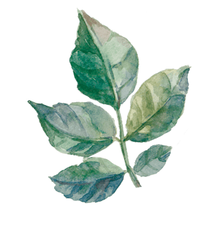 手绘叶子png图片大全