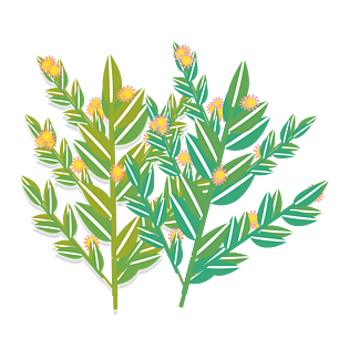 pngpsd2000*2000金色花朵油菜花卡通插画绿色植物元素pngpsd2000*20