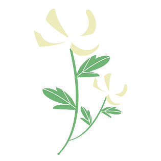 白色花朵图片大全