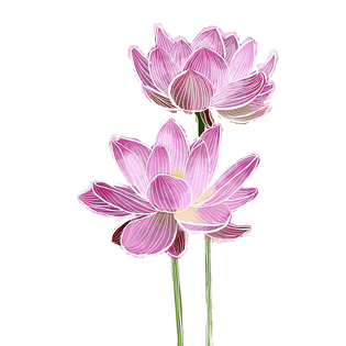 png荷花图片大全_png荷花图片素材【png免费下载】-90设计网