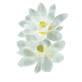 手绘莲花白色莲花性别 图标手绘莲花莲花水墨画莲花卡通莲花池塘莲花