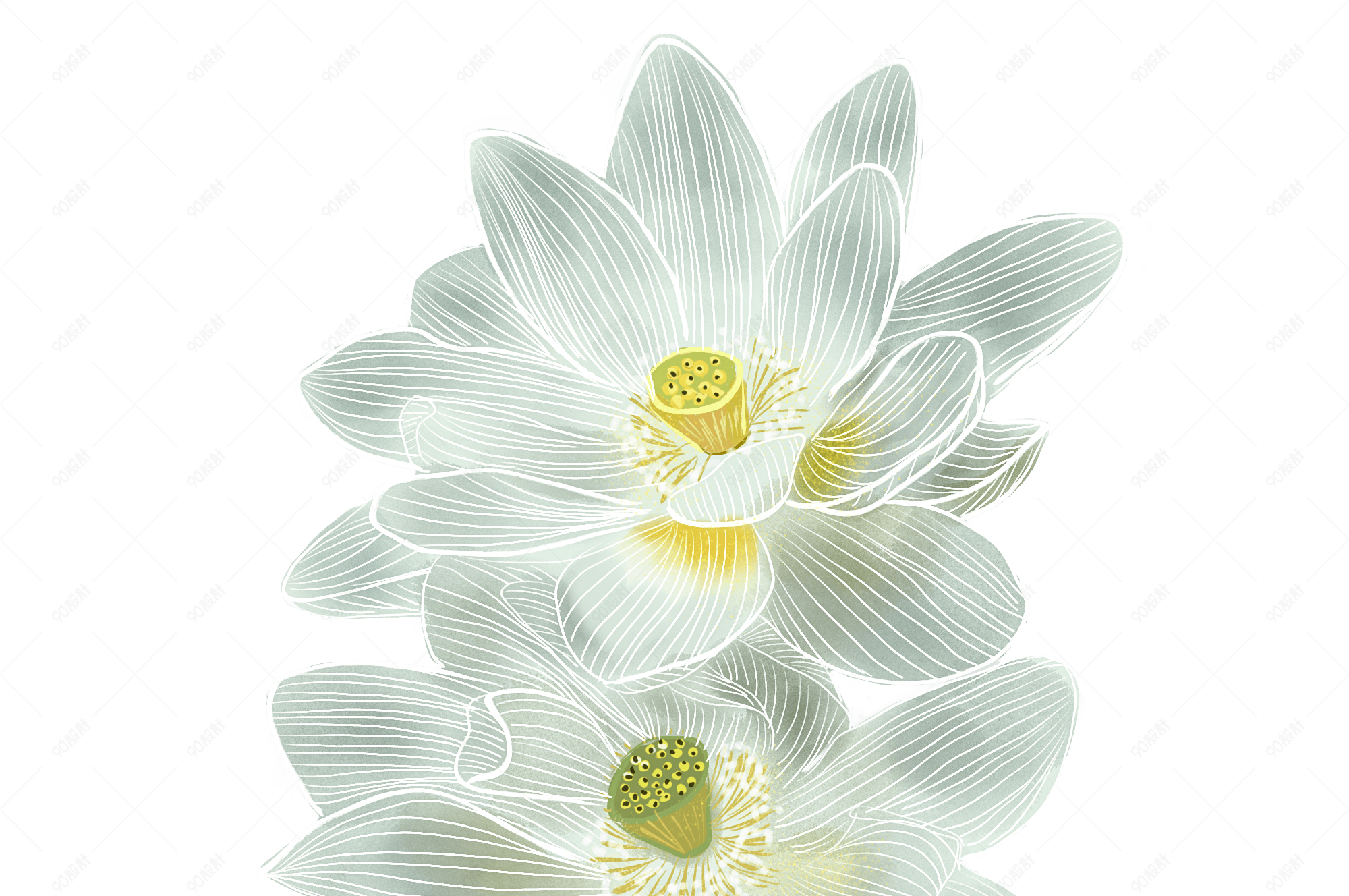 白莲花白色纯洁插画psd