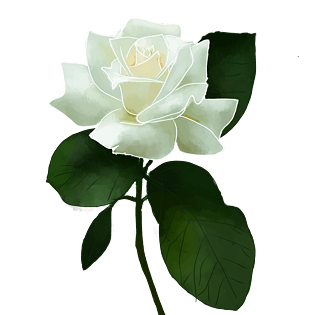 栀子花 白色 插画 春天 小元素