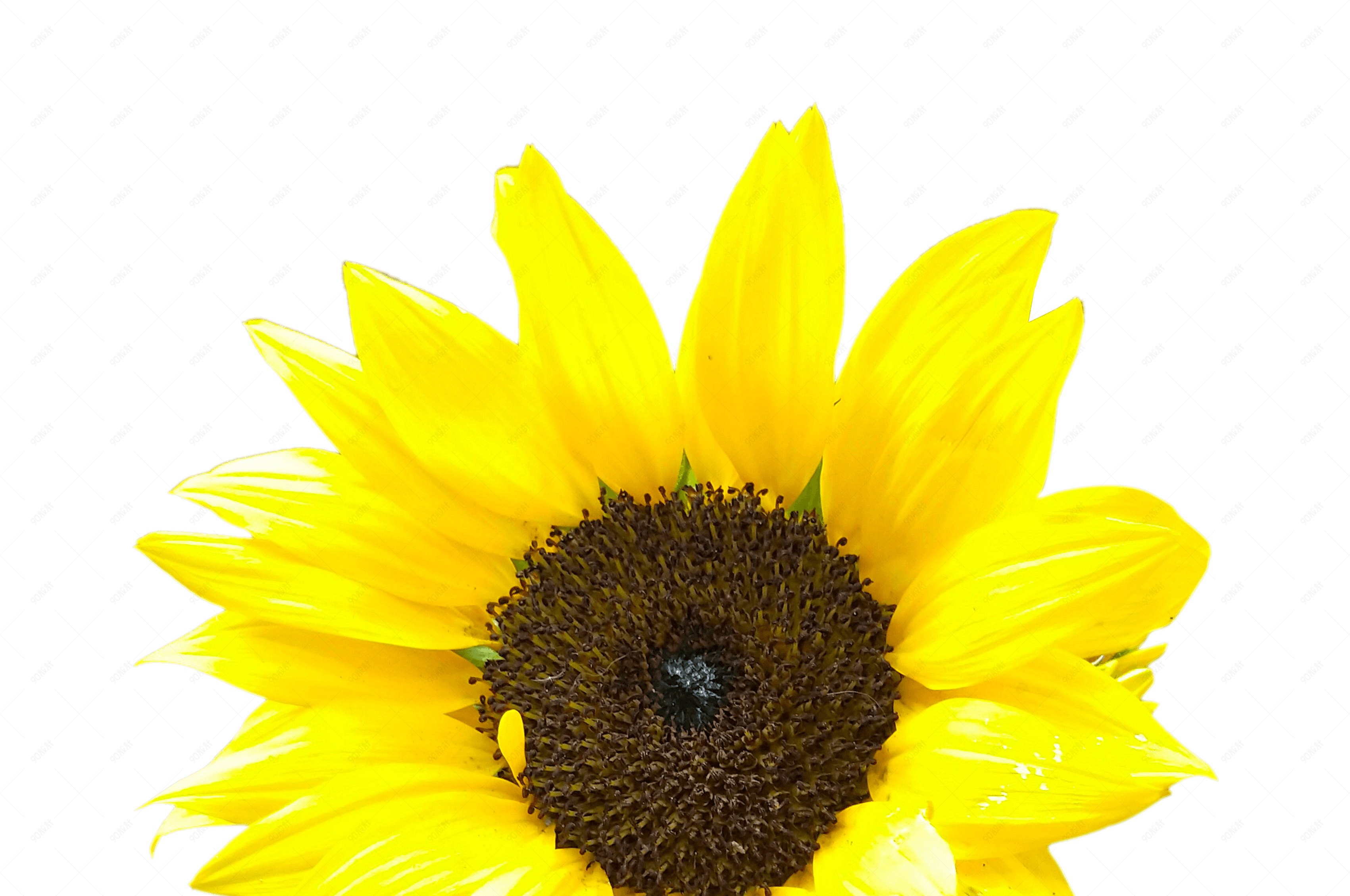 黄色葵花向日葵太阳花花朵免扣素材