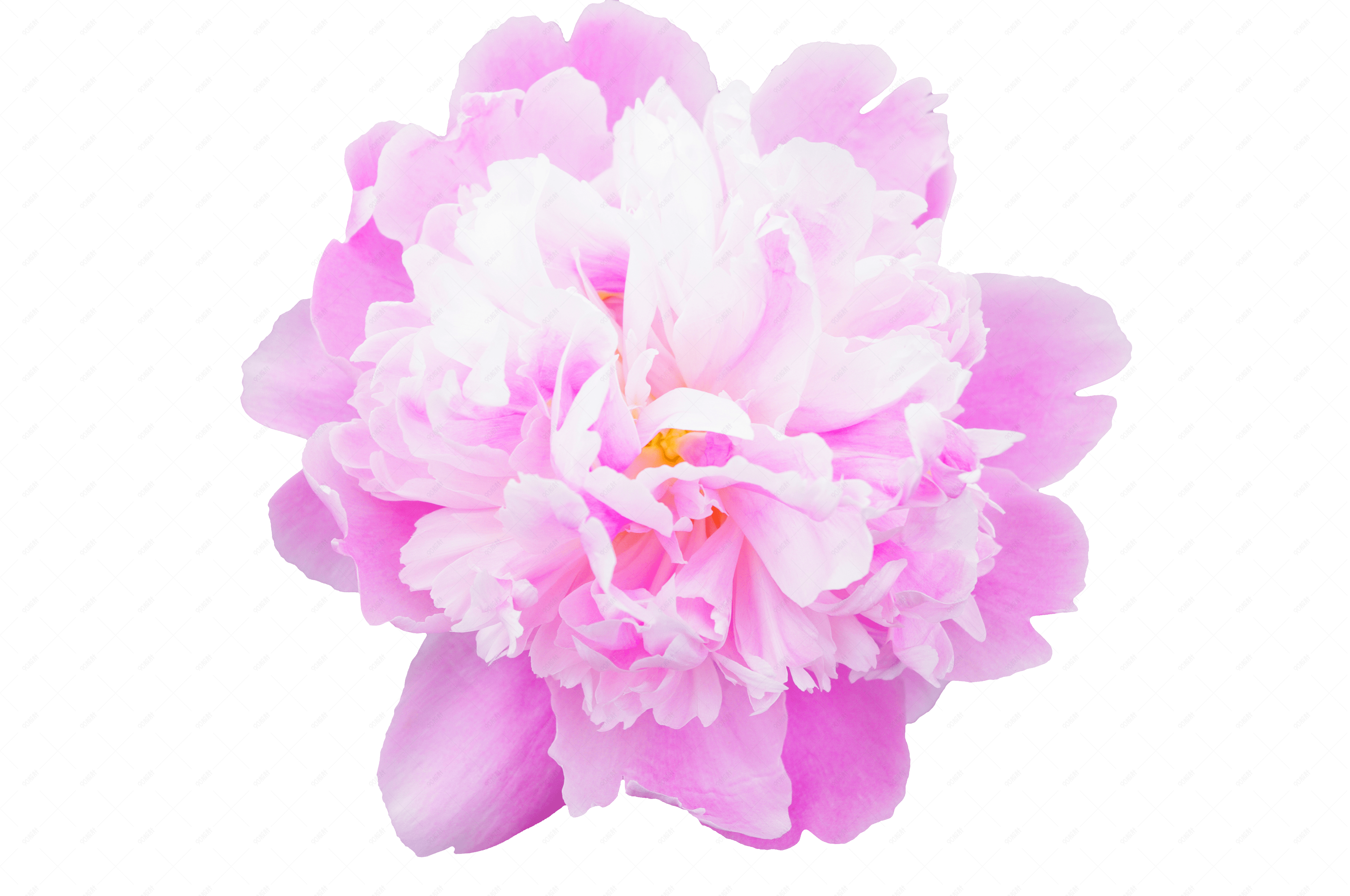 花朵花卉粉色芍药花摄影免扣素材